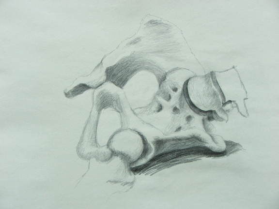 skeleton_pelvis_lg 