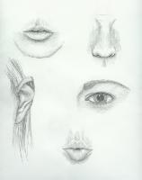 facial_features1_lg 