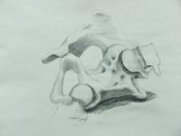 skeleton_pelvis_lg 